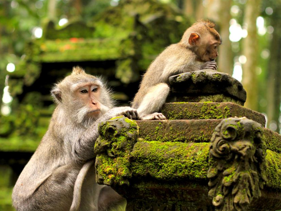 Jatiluwih, cascade de Leke Leke & Monkey forest