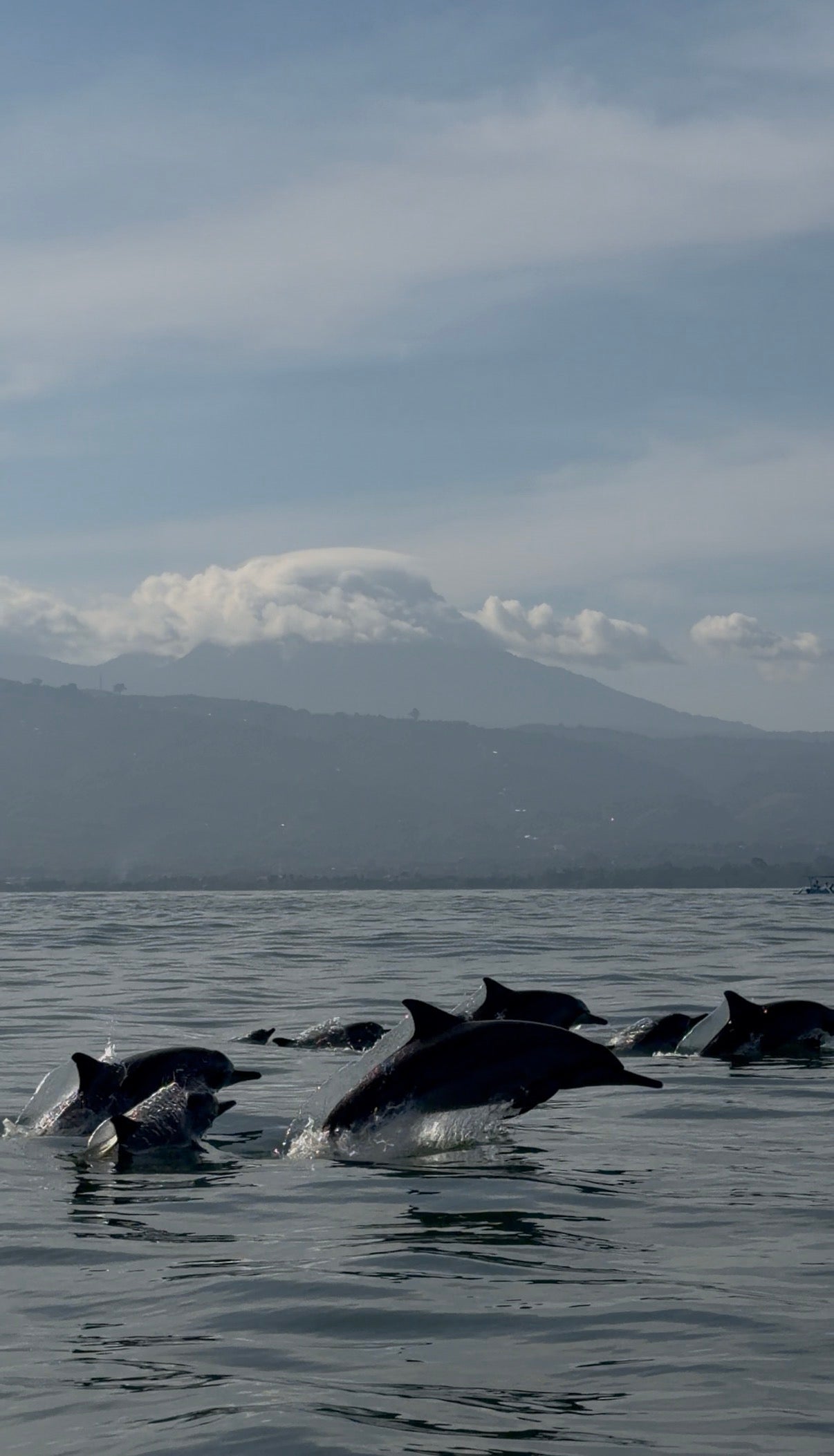 Rencontre avec les dauphins à Lovina, temple & sources chaudes