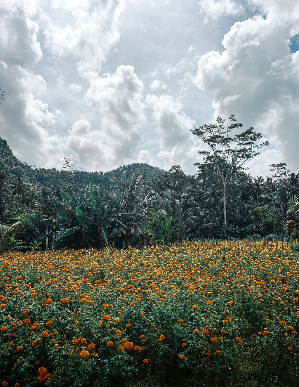 Snorkeling à Blue Lagoon, Sidemen & cascade