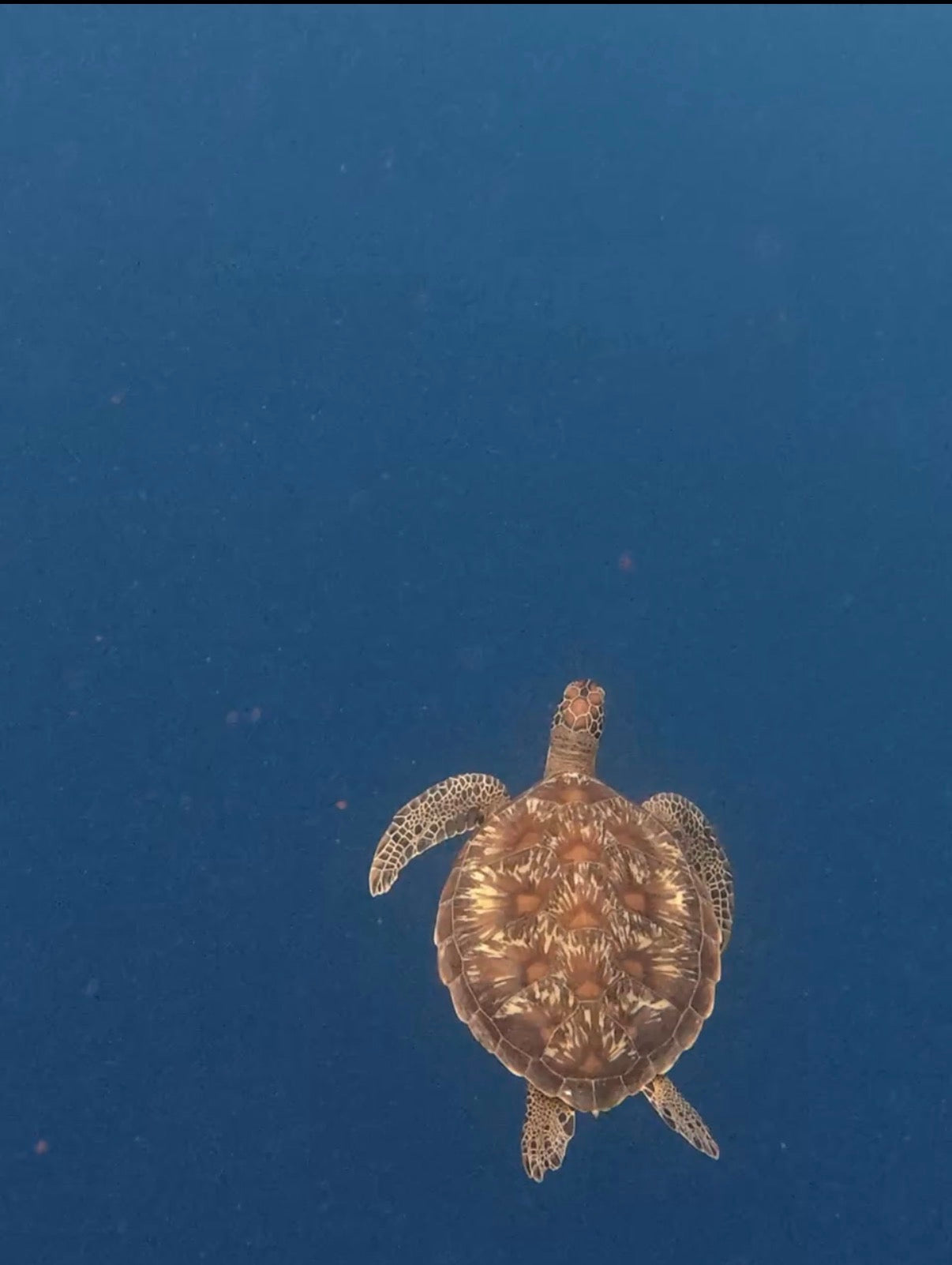 Snorkeling à Menjangan (sans chauffeur)
